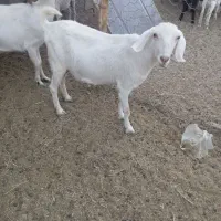 بز سانن
