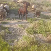 یک عدد بز نر