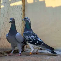 سید جوجه آلمانی سبز پولکی پرشی سوسکی صید چاپی پولک|پرنده|مشهد, پورسینا|دیوار