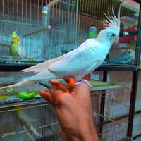 فروش انواع عروس هلندی عمده و تکی|پرنده|یزد, |دیوار