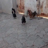 مرغ و خروس|حیوانات مزرعه|مشهد, دهشک|دیوار