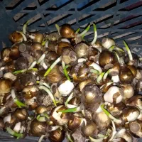 پیاز گل‌ نرگس‌|گل و گیاه طبیعی|تهران, چهارصد دستگاه|دیوار