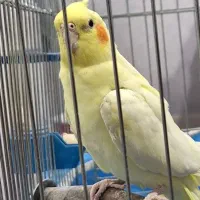 عروس هلندی ماده
