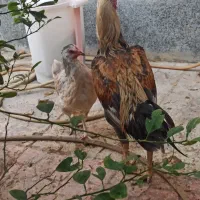 خروس و مرغ لاری و یه مرغ محلی بندر لنگه|حیوانات مزرعه|بندرلنگه, |دیوار