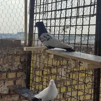 پرنده|پرنده|خرمشهر, |دیوار