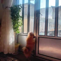 پامر روباهی ماده|سگ|صحنه, |دیوار