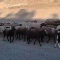 سلام وقت بخیر ۲۶ تا گوسفند جوان