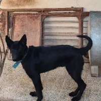 توله ژرمن شپرد بلک|سگ|بم, |دیوار