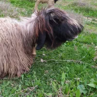 میش بختیاری