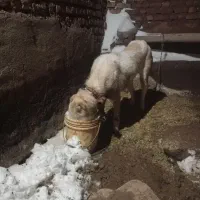 سگ ا|سگ|اسحاق آباد, |دیوار