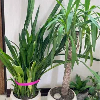 فروش این دوتا گیاه