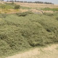 بیده