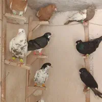 کبوتر بهبهانی رنگی طوقی سینه دم سفید