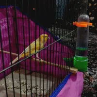 یک جفت قناری