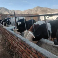 فروش چند عدد گوساله