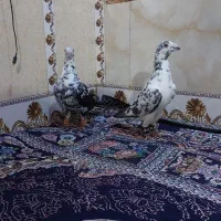 گلی بزک هر دو نر|پرنده|شیراز, شیخ علی چوپان|دیوار