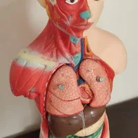 مولاژ آناتومی بدن|کلکسیون و سرگرمی|تهران, شارق|دیوار