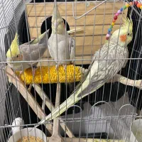 عروس هلندی