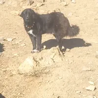 سگ نر