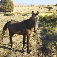 اسب نر|اسب و تجهیزات اسبسواری|صدرا-فارس, فاز ۱|دیوار