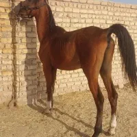 اسب پیدا شده