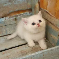 بریتیش اصیل