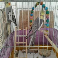 دو عدد عروس هلندی همراه قفس