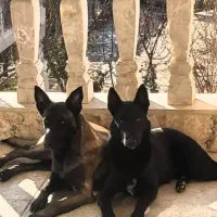 توله سگ مالینویز|سگ|پاکدشت, پاکدشت (مامازند)|دیوار