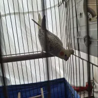 یک جفت عروس هلندی مولد