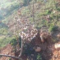 فروش باغ فوری