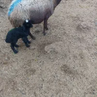 میش بره دار