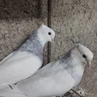 طوقی آبی بدون غلط همراه جوجه|پرنده|اصفهان, زهران|دیوار