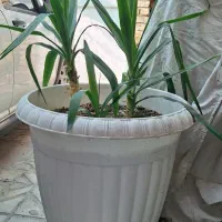 گل یوکا گلدان بزرگ