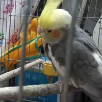 عروس هلندی|پرنده|کازرون, |دیوار