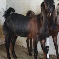 تیشتر درجه یک