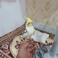 عروس هلندی ابلغ یا همان دوکت