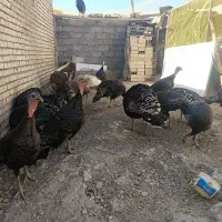 مرغ تخمگذار