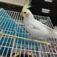 عروس هلندی لوتینو دستی|پرنده|بیرجند, |دیوار