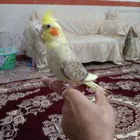 عروس هلندی ماده ( رام و دستی ) با قفس بزرگ|پرنده|بهارستان, |دیوار