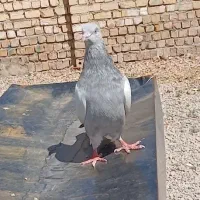 کبوتر سینه سبز
