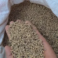 بذر لبو به شرط