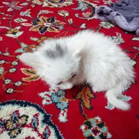گربه|گربه|قم, شهر قائم|دیوار