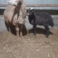 گوسفند|حیوانات مزرعه|هیر, |دیوار