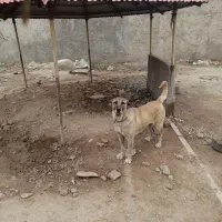 سگ ماده سرابی