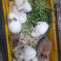 خرگوش لوپ و همستر