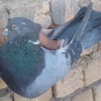 کفتر پرشی|پرنده|قم, باغ شازده|دیوار