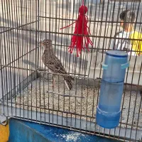 قناری نر جوجه امسال|پرنده|قرچک, مهدیه|دیوار