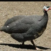 مرغ خروس شاخی