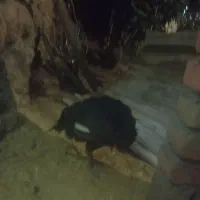 مرغ لاری|حیوانات مزرعه|سروآباد, |دیوار