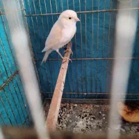 قناری ماده اماده